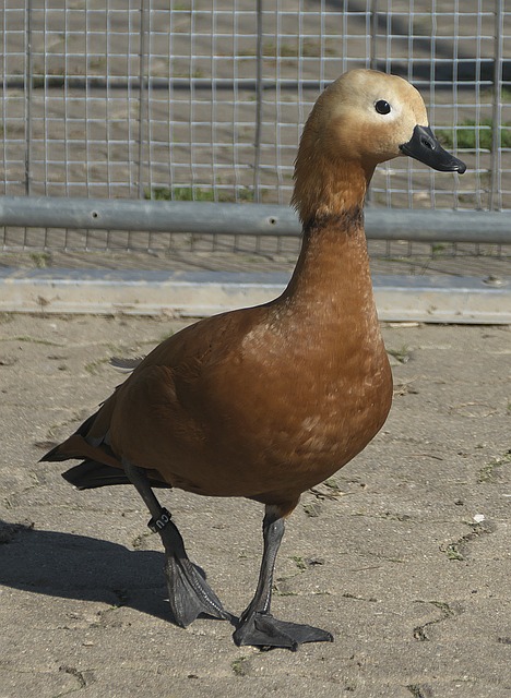 复苏